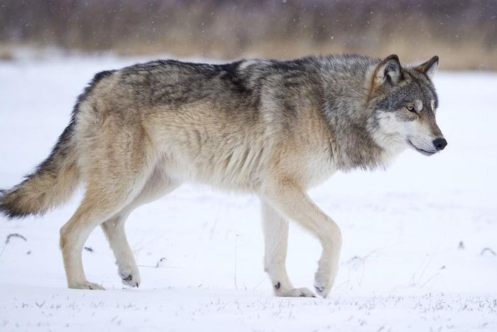 Dr. Pimple Popper Pops Lone Wolf Steatocystoma