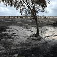 The catastrophic bushfires have left dozens dead and devastated vast swathes of the country since September