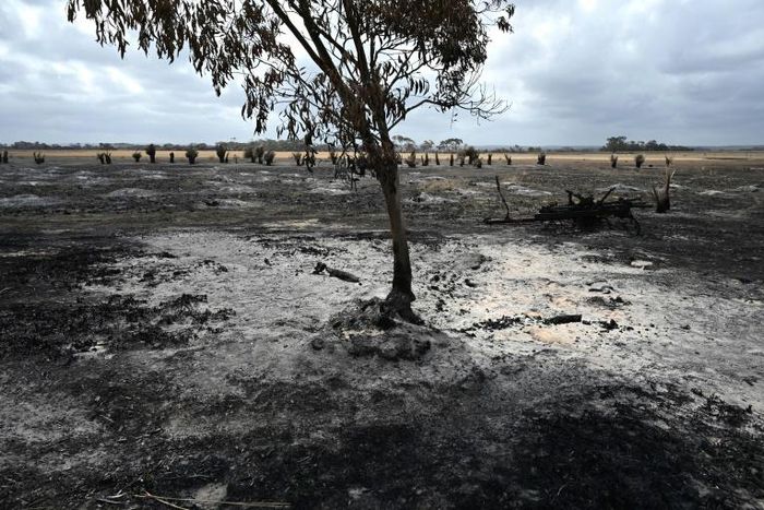 The catastrophic bushfires have left dozens dead and devastated vast swathes of the country since September