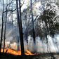 New South Wales is the Australian state worst affected by a series of catastrophic fires