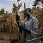 Residents of the camp are searching for wood to rebuild their homes