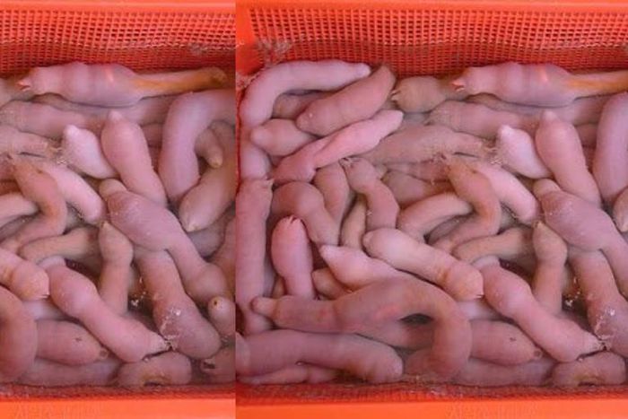 Thousands of “penis fish” washed ashore after a heavy storm
