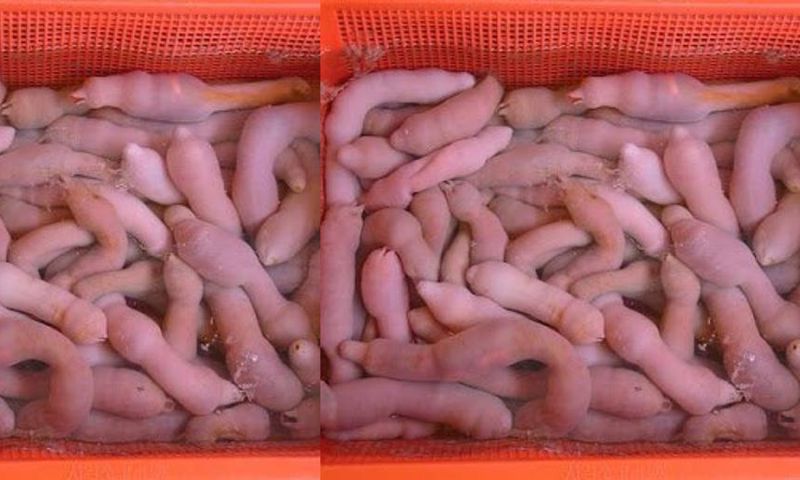 Thousands of “penis fish” washed ashore after a heavy storm