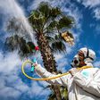 A Moroccan health ministry worker disinfects a street in the capital Rabat