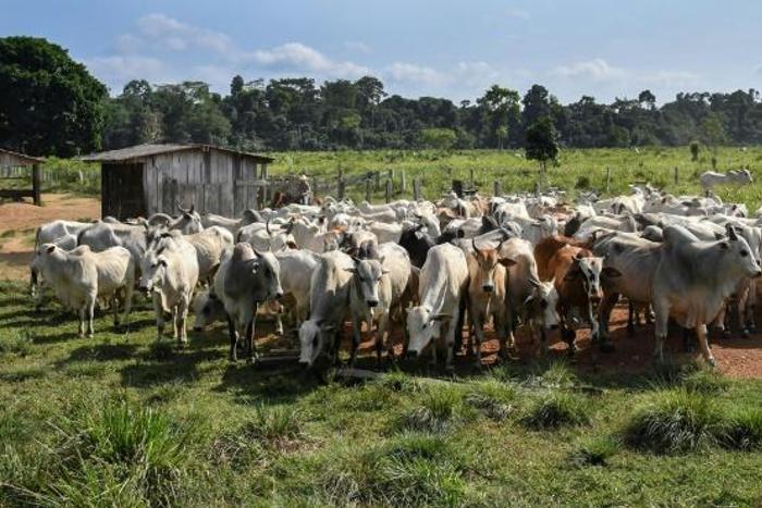 Cattle in the Amazon rainforest in September 2019