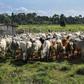 Cattle in the Amazon rainforest in September 2019