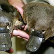 The platypus is one of the world's strangest animals