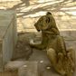 For weeks now, five lions held at Khartoum's Al-Qureshi Park in an upscale district of the capital have been suffering from shortages of food and medicine