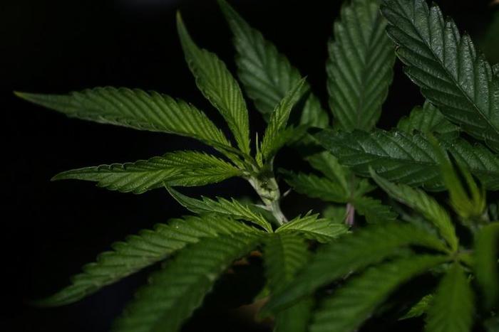 Cannabis grows easily in Senegal's tropical climate, which makes it a tempting crop for impoverished farmers