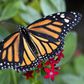 Monarch butterflies travel up to 4,500 kilometers (3,000 miles) each year from Canada and the United States to establish their colonies in the temperate oyamel and pine forests of west-central Mexico
