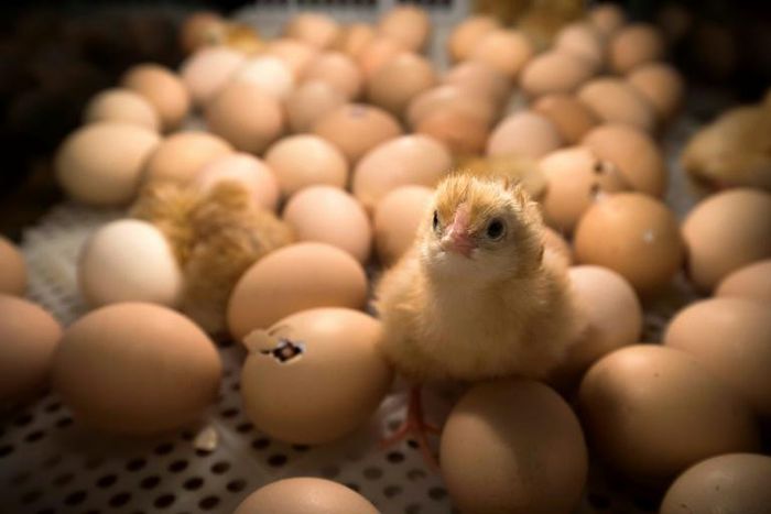 France aims to ban the widespread but hugely controversial practice of slaughtering male chicks by the end of next year