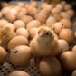 France aims to ban the widespread but hugely controversial practice of slaughtering male chicks by the end of next year