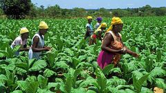 Planting for Food and Jobs
