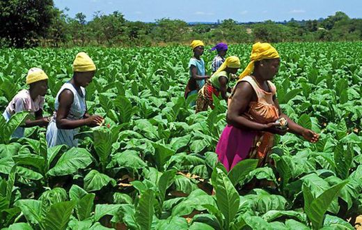 Planting for Food and Jobs