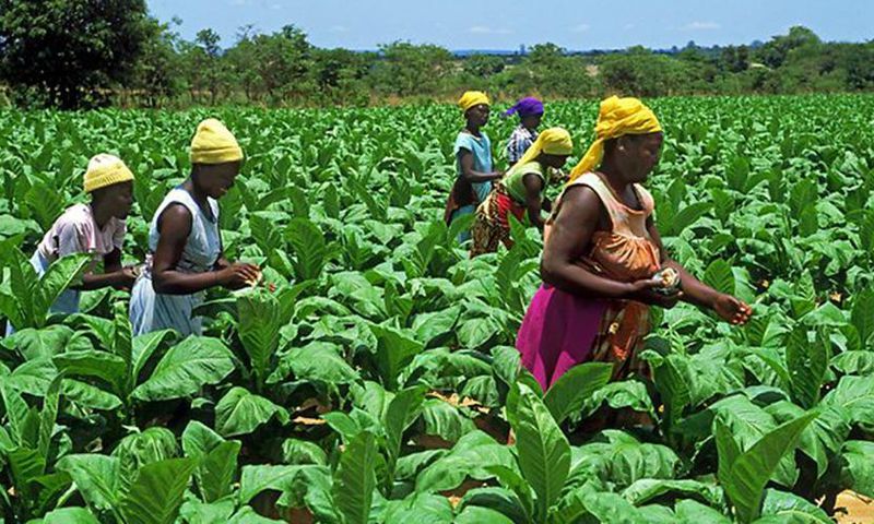 Planting for Food and Jobs