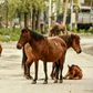 A herd of horses seen on a deserted road in a residential area of Srinagar, in Kashmir