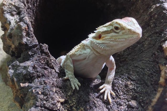 Watch Dr. P Pop A 'Lizard' Dilated Pore Of Winer