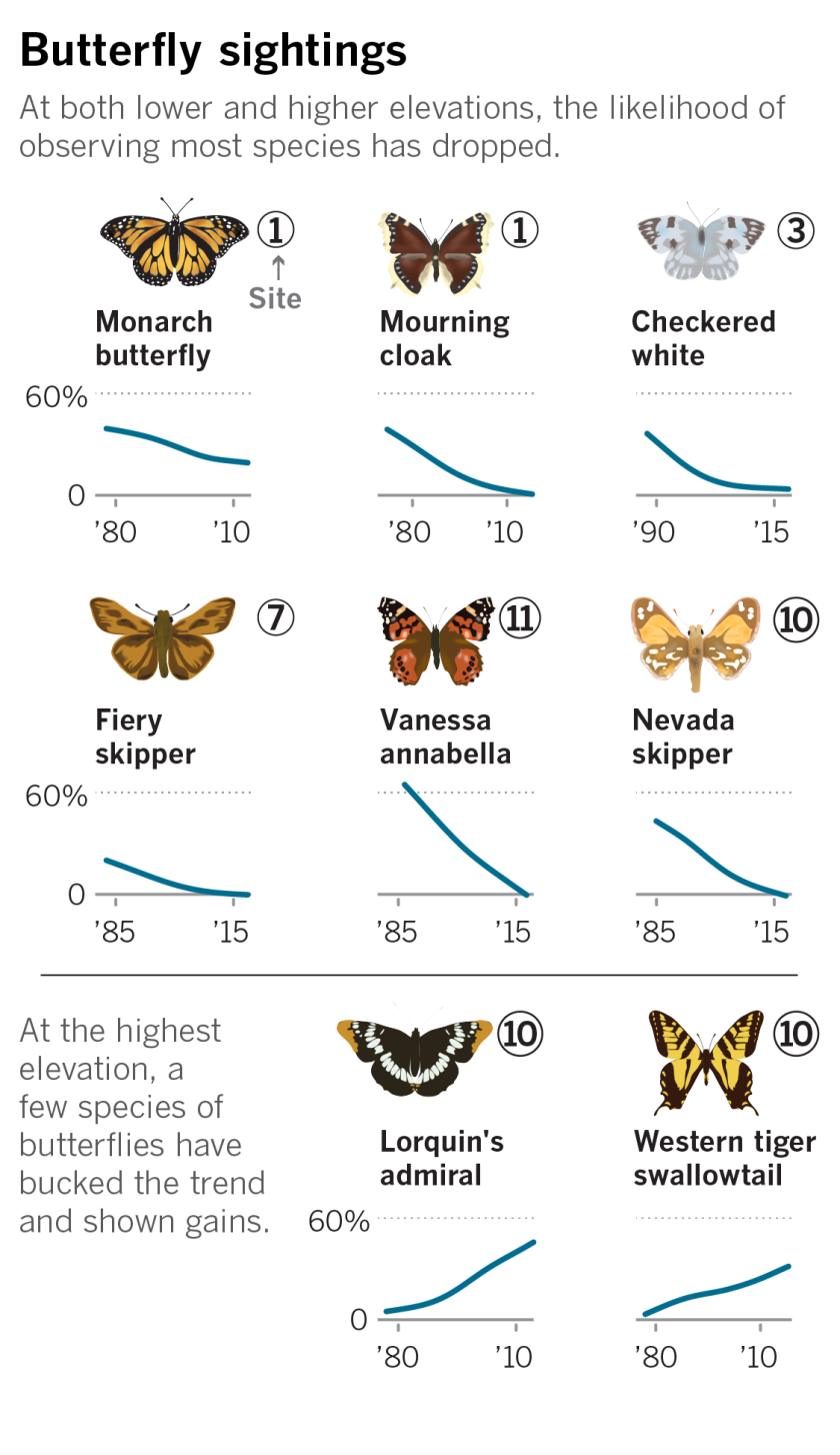 Meet the scientist who’s been counting California butterflies for 47 years