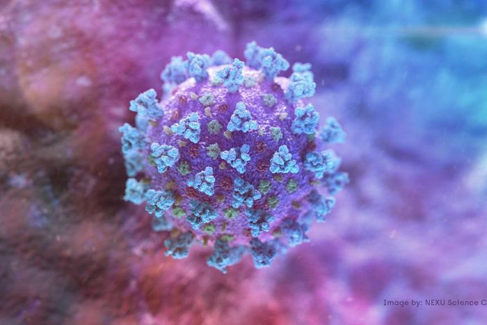 FILE PHOTO: A computer image created by Nexu Science Communication together with Trinity College in Dublin, shows a model structurally representative of a betacoronavirus which is the type of virus linked to COVID-19, better known as the coronavirus li...