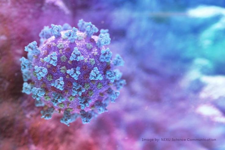 FILE PHOTO: A computer image created by Nexu Science Communication together with Trinity College in Dublin, shows a model structurally representative of a betacoronavirus which is the type of virus linked to COVID-19, better known as the coronavirus li...