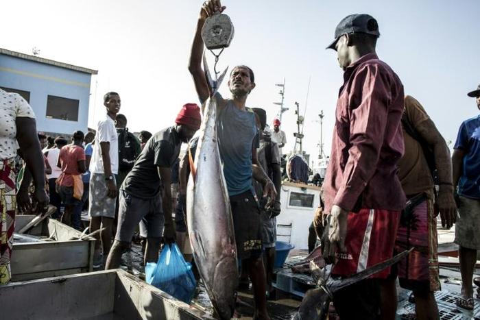 More than 50 fishing nations meet this week in Majorca to try and agree quotas for the under-pressure bigeye tuna