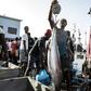 More than 50 fishing nations meet this week in Majorca to try and agree quotas for the under-pressure bigeye tuna