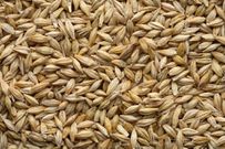 The 12 Healthiest Whole Grains To Eat, According To Nutritionists