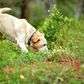 Research into whether dogs can sniff cout COVID-19 is based on previous research into dogs' ability to sniff out malaria and is based on a belief that each disease triggers a distinct odour