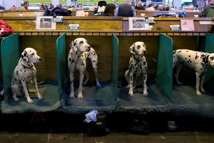 Dalmatians are one of Croatia's most universally known and beloved exports