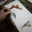 Brush strokes: The expedition's draftsman draws an African giant swallowtail and other species