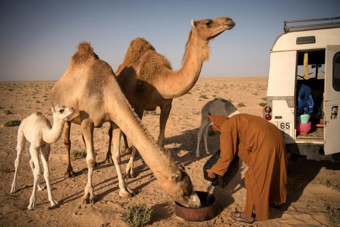 At dawn and dusk in the Western Saharan desert, Habiboullah Dlimi milks his camels by hand in the same way his ancestors used to