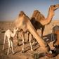 At dawn and dusk in the Western Saharan desert, Habiboullah Dlimi milks his camels by hand in the same way his ancestors used to