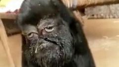 This strange goat with a human face is being worshipped
