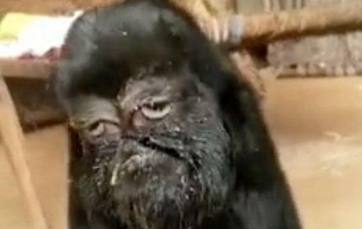 This strange goat with a human face is being worshipped