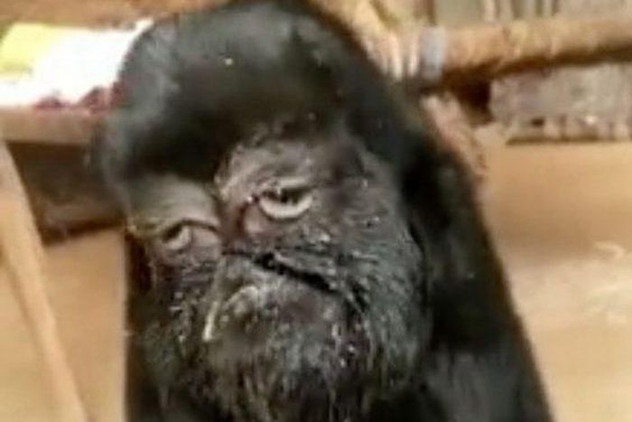 This strange goat with a human face is being worshipped