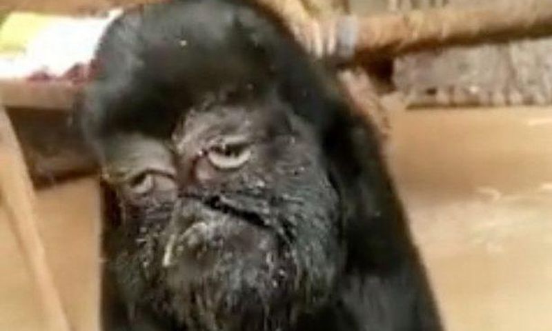 This strange goat with a human face is being worshipped