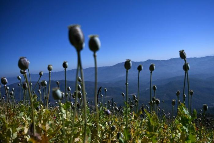 Myanmar's multi-billion dollar drug industry is centred in Shan in the country's east, where the poppy-covered hills also hide illicit production labs