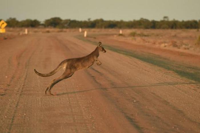 The dead kangaroos, including two joeys, were found littered over roads in the far south-east of the country in September