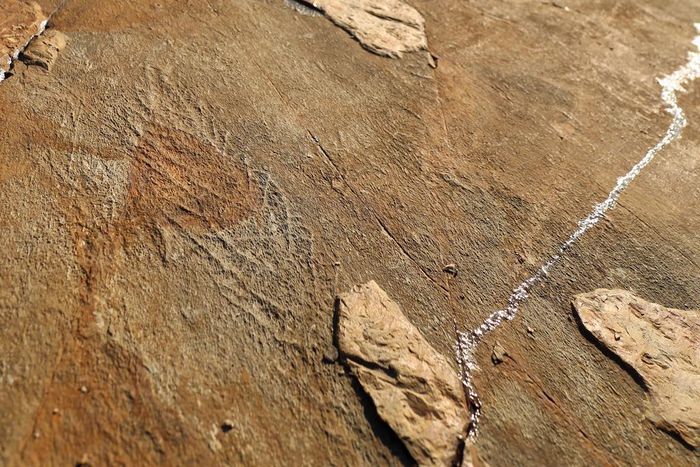 The Networks That Ruled Earth's Ancient Seas