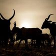 An udder way of paying: Chad is reimbursing its debt to Angola with cattle