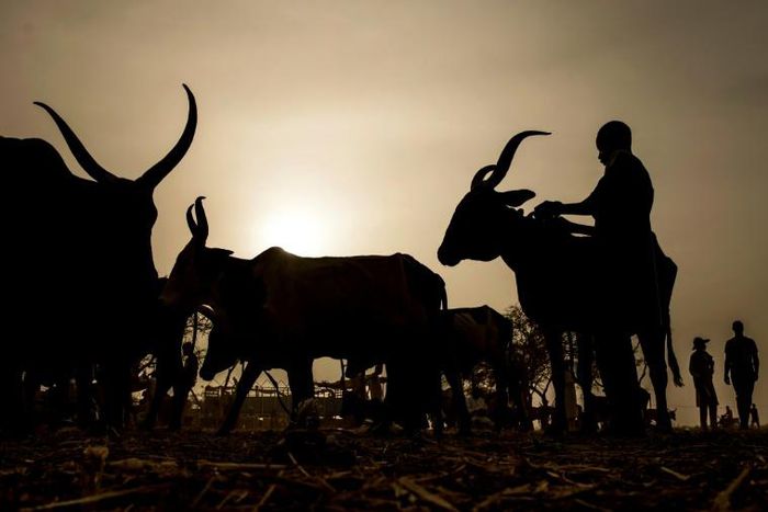 An udder way of paying: Chad is reimbursing its debt to Angola with cattle
