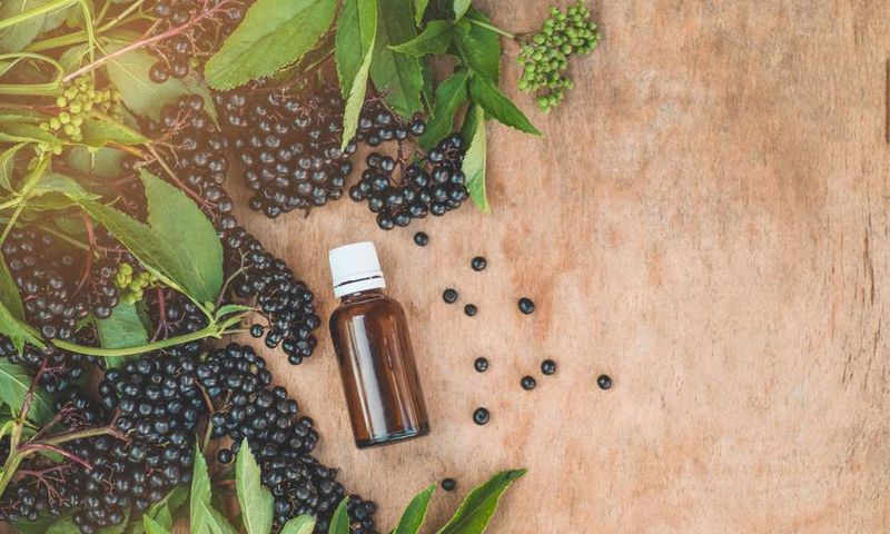 Elderberry Extract Will Not Prevent Coronavirus