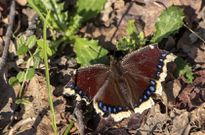 Meet the scientist who’s been counting California butterflies for 47 years