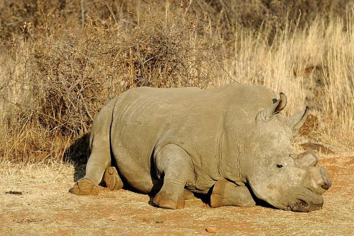Poachers are hunting rhinos in Botswana and South Africa for their horns which are wrongly believed to have medical value
