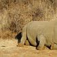 Poachers are hunting rhinos in Botswana and South Africa for their horns which are wrongly believed to have medical value