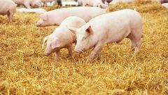 Ashanti Region: River poisoned by galamsey activities kills 25 pigs