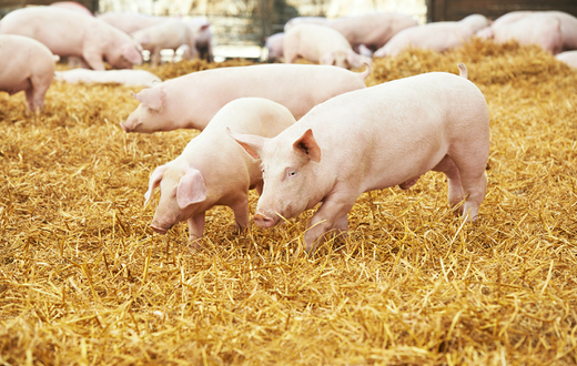 Ashanti Region: River poisoned by galamsey activities kills 25 pigs