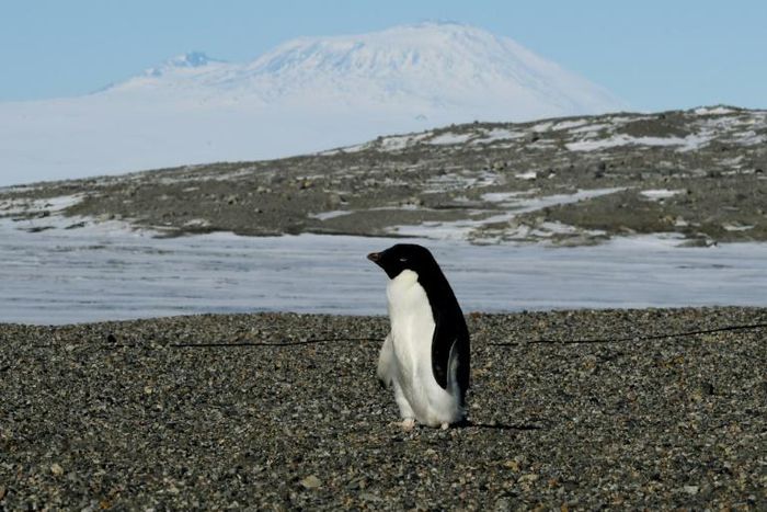 Almost all of the ice lost from Antarctica, and half of that from Greenland, has been triggered by warming ocean water speeding the movement of glaciers toward the sea