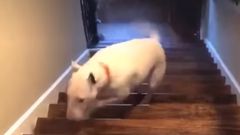 Dog Flies Down Flight Of Stairs On TikTok