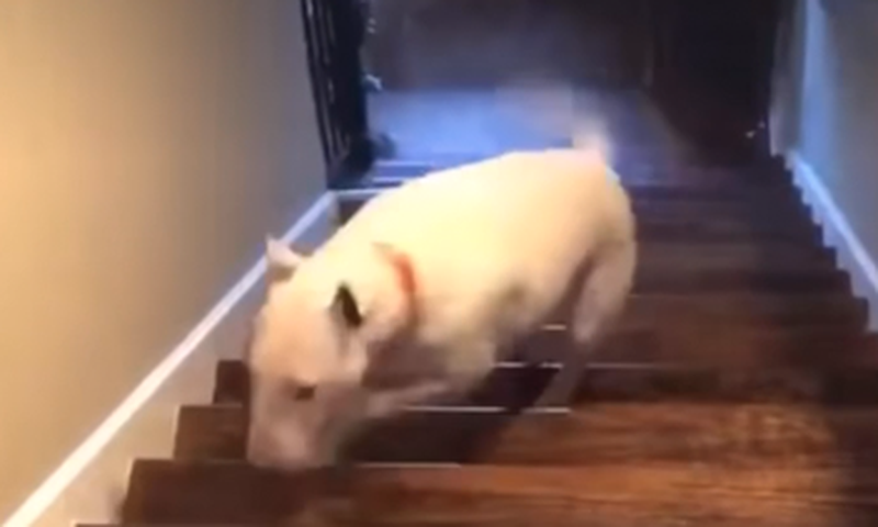 Dog Flies Down Flight Of Stairs On TikTok